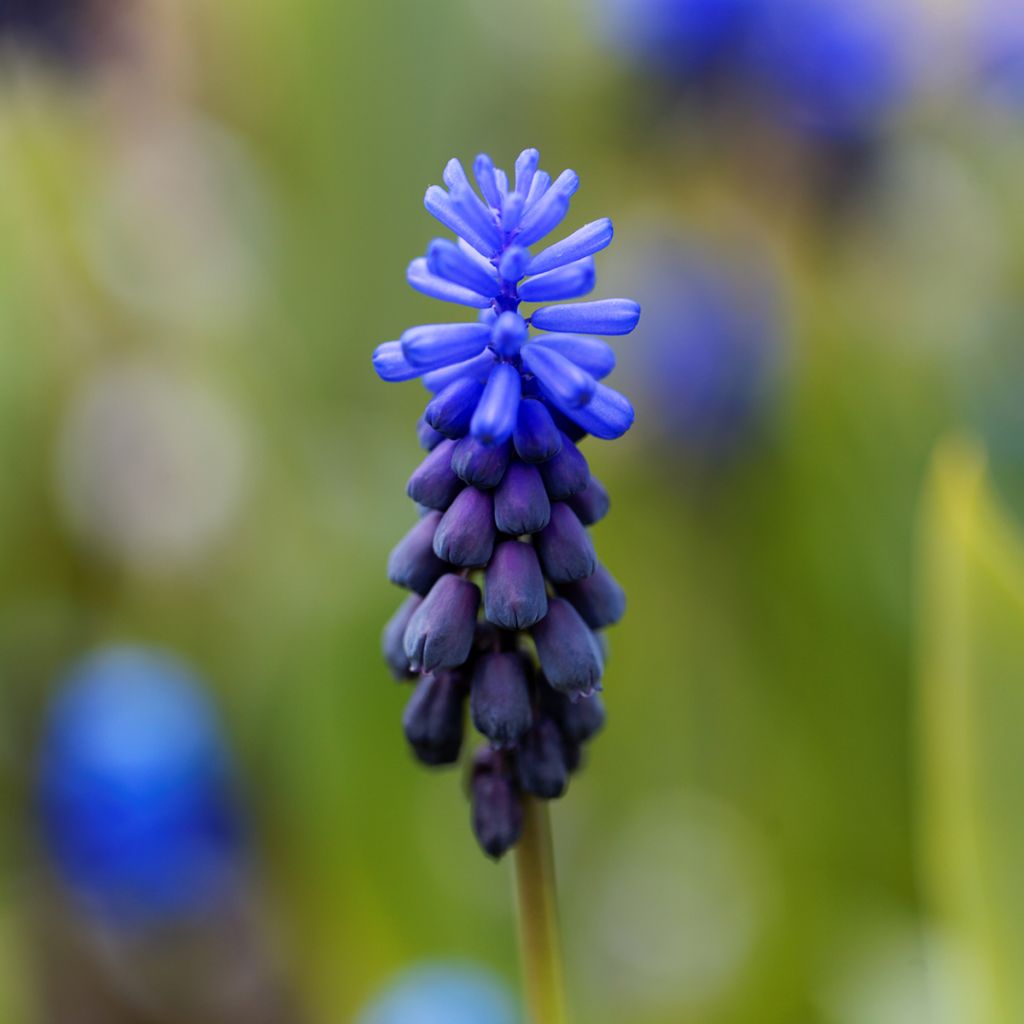 Muscari bleu à larges feuilles