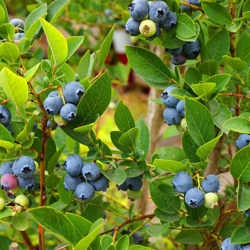 Myrtillier Northcountry