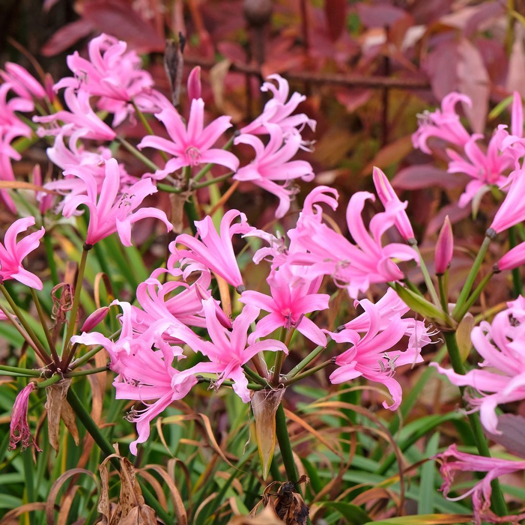 Nérine  hybride rose