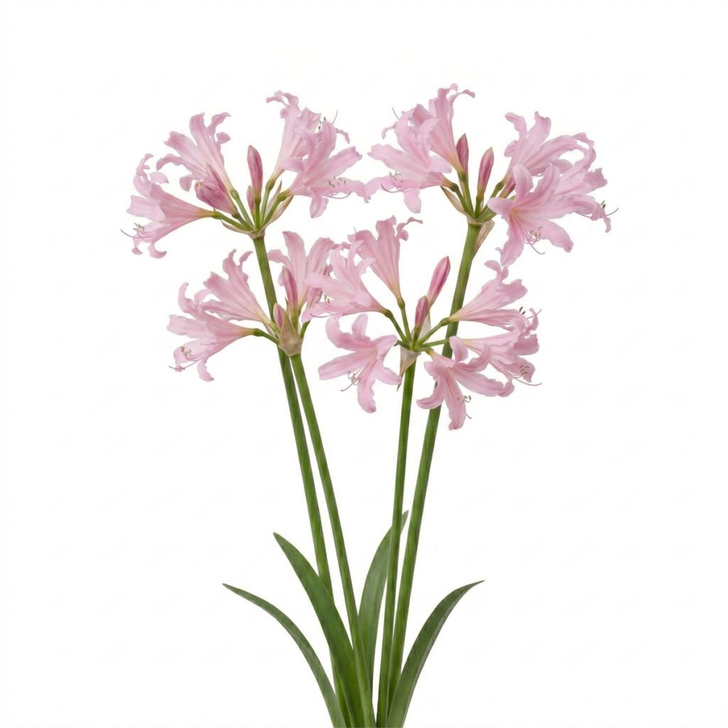 Nérine hybride rose clair