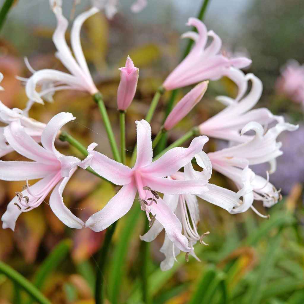Nérine hybride rose clair