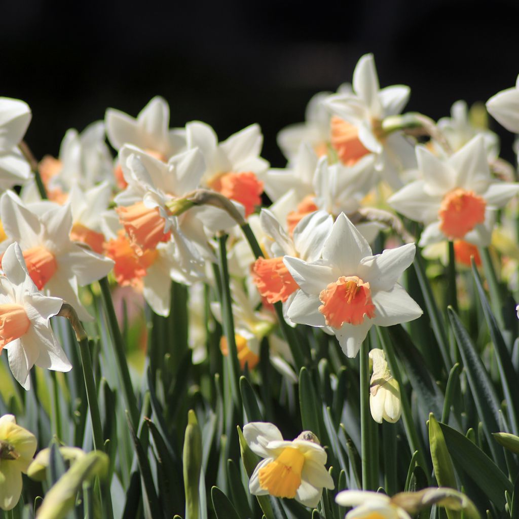 Narcisse à grande coupe blanc-rose