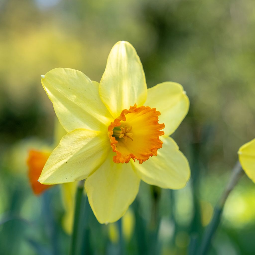 Narcisse à grande coupe jaune-rouge