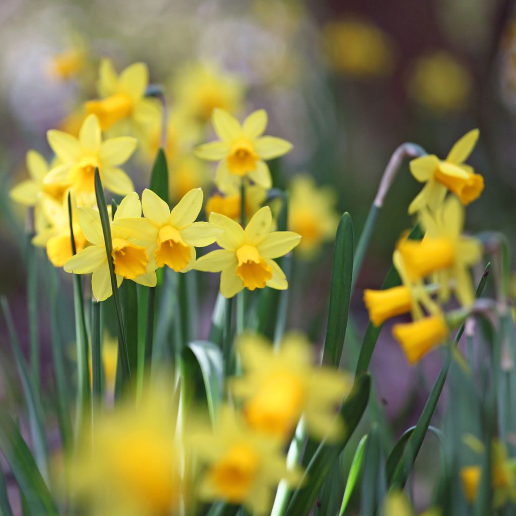 Narcisse trompette jaune