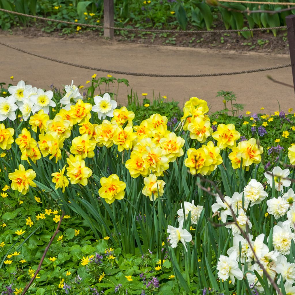 Narcisse double en mélange