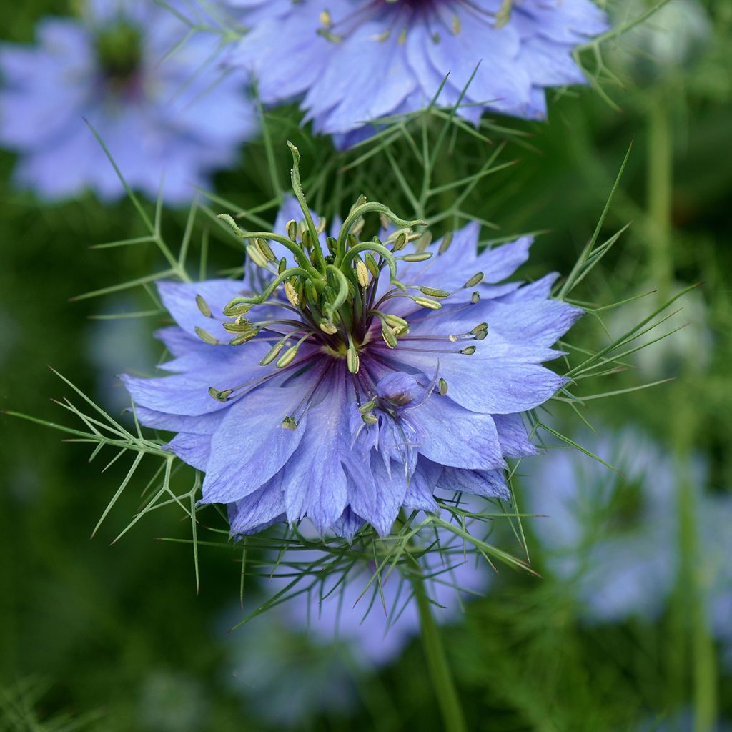 Nigelle de Damas