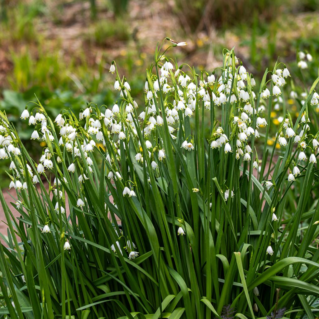 Nivéole d'été