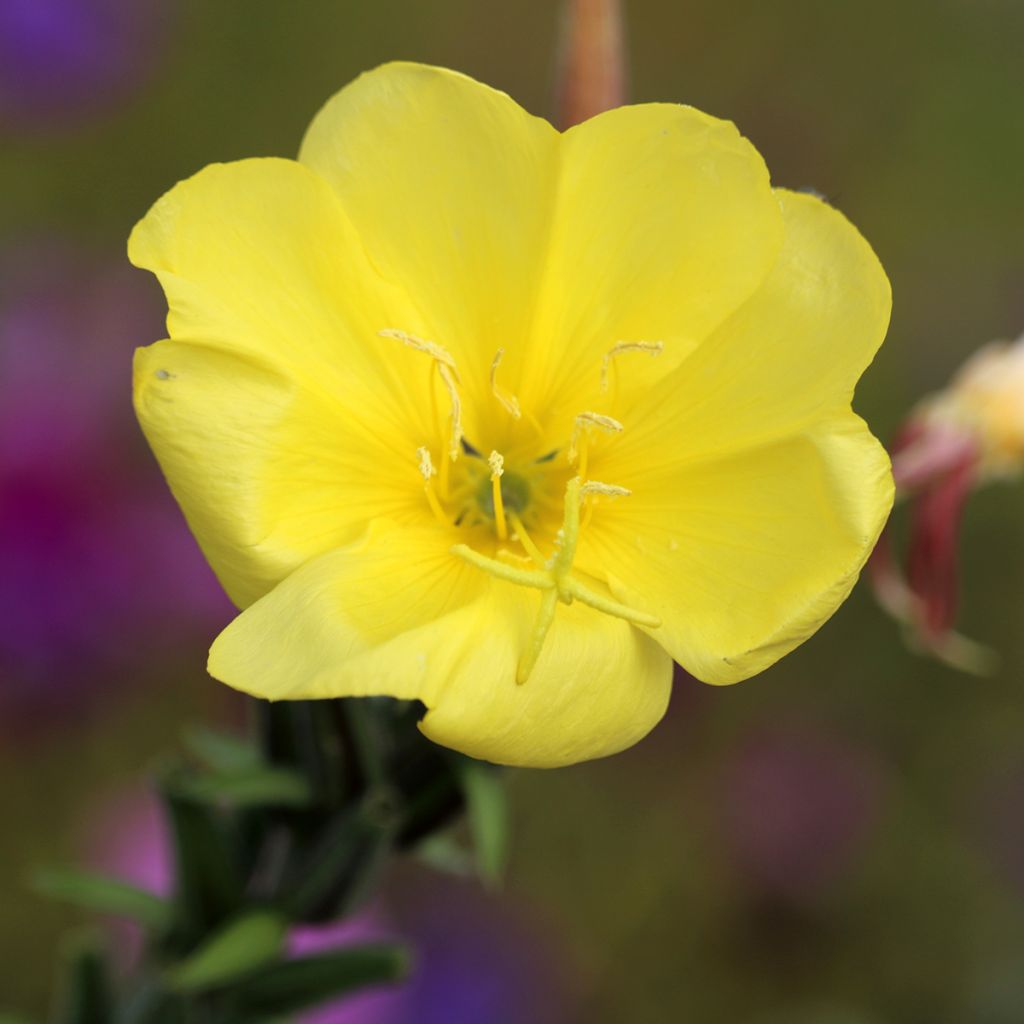 Onagre jaune