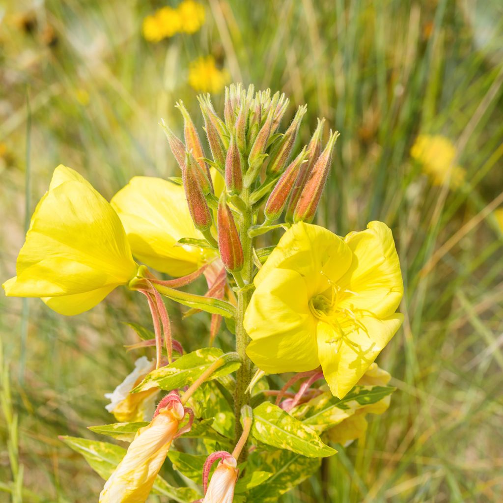 Onagre jaune