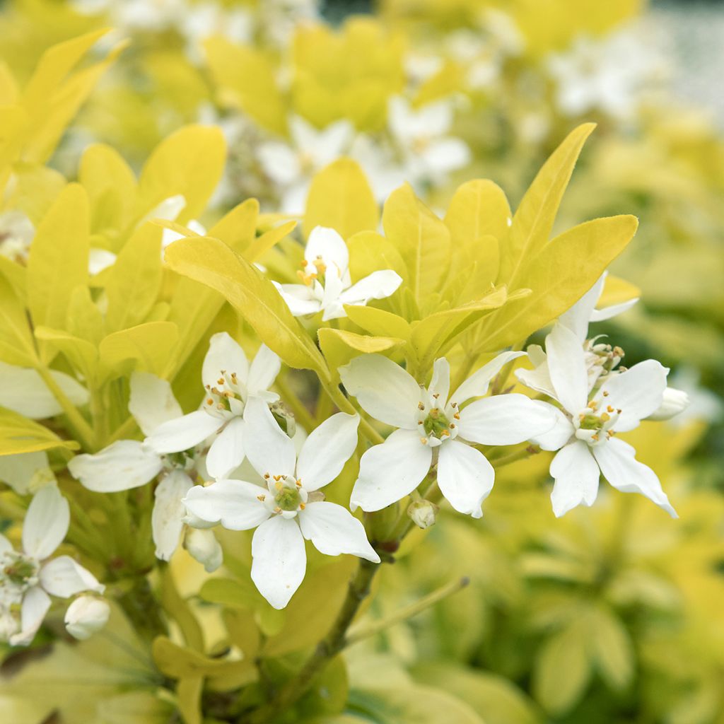 Oranger du Mexique doré