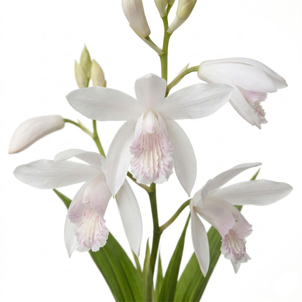 Orchidée jacinthe blanche