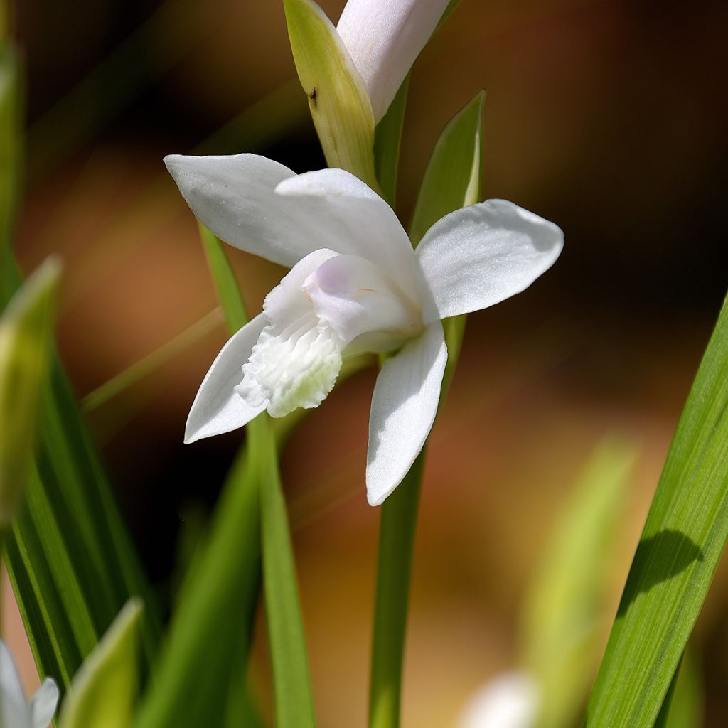 Orchidée jacinthe blanche