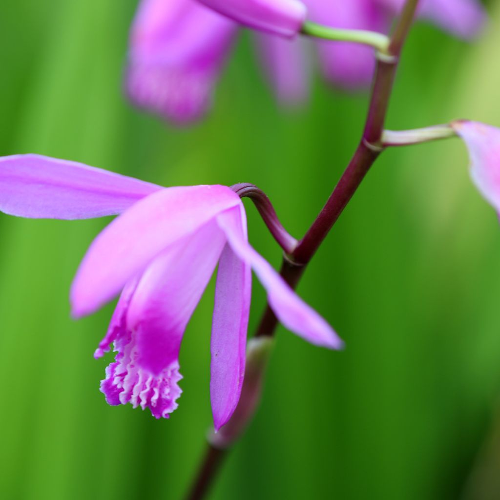 Orchidée jacinthe rose