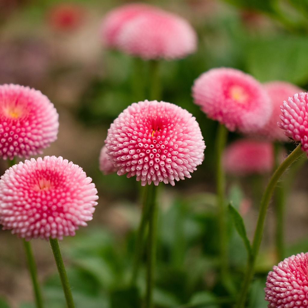 Pâquerette rose saumon