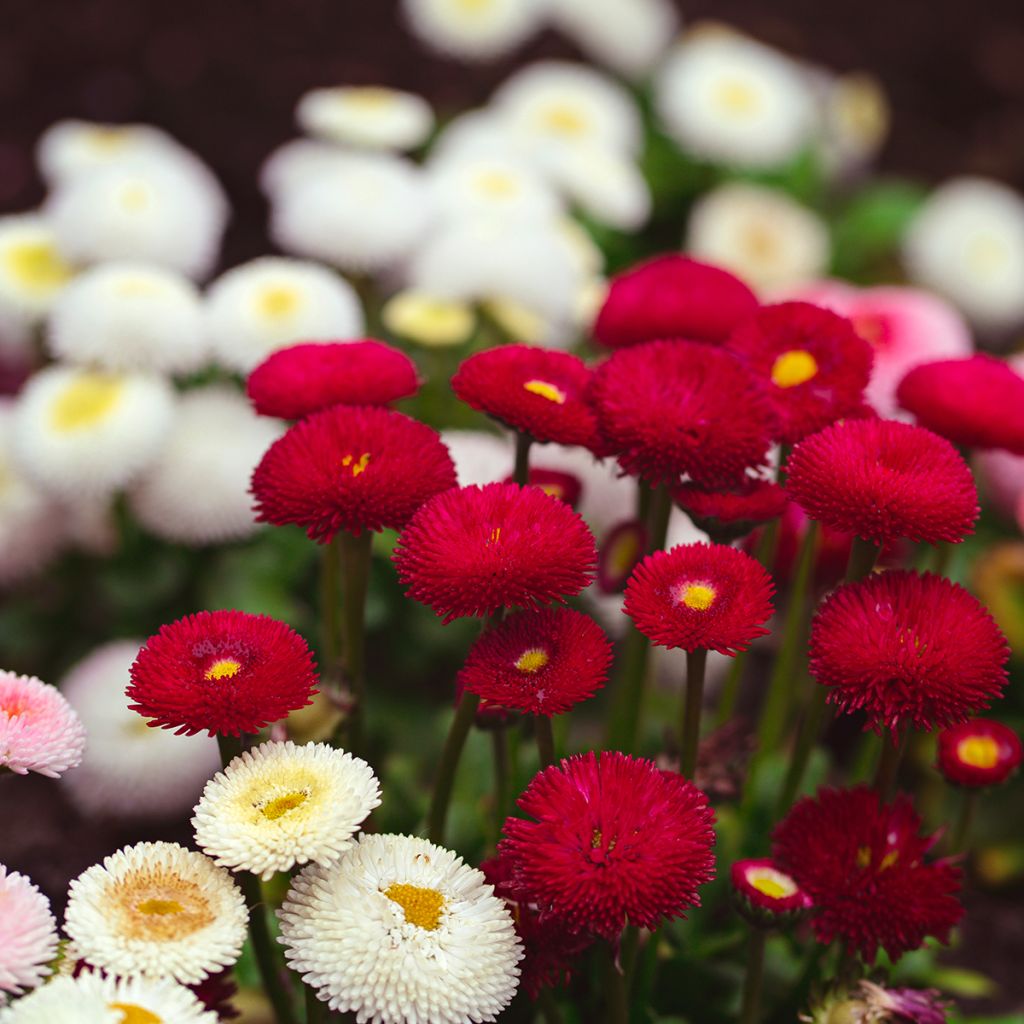 Pâquerettes roses, blanches et rouges