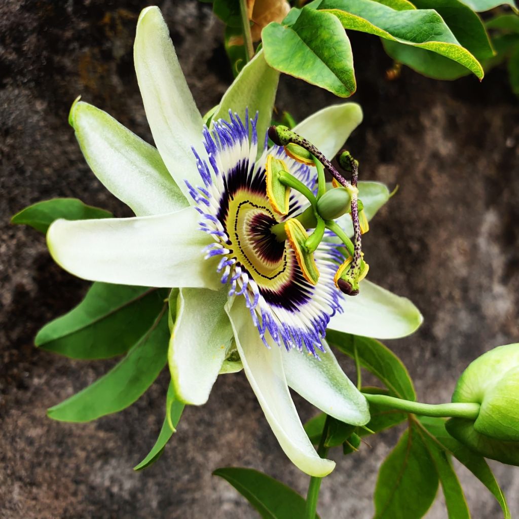 Passiflore - Fruit de la Passion