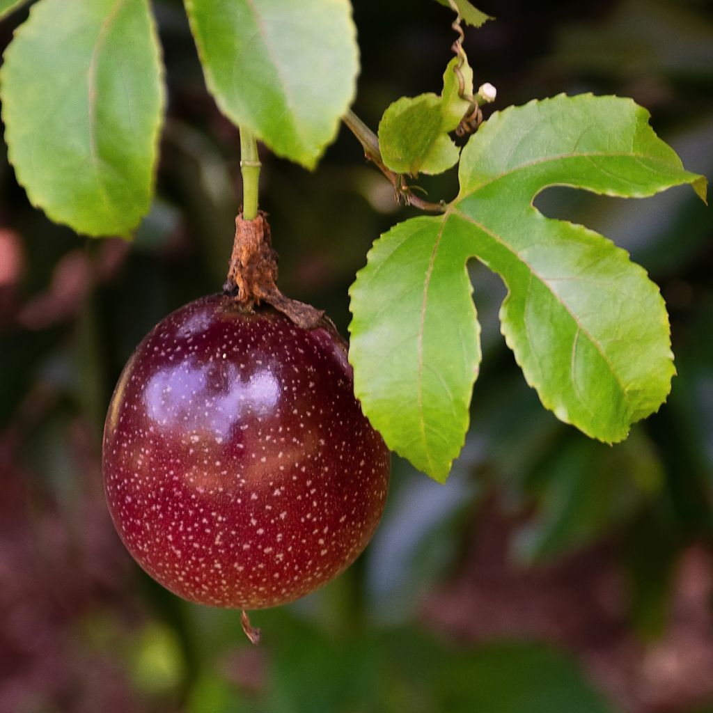 Passiflore - Fruit de la Passion