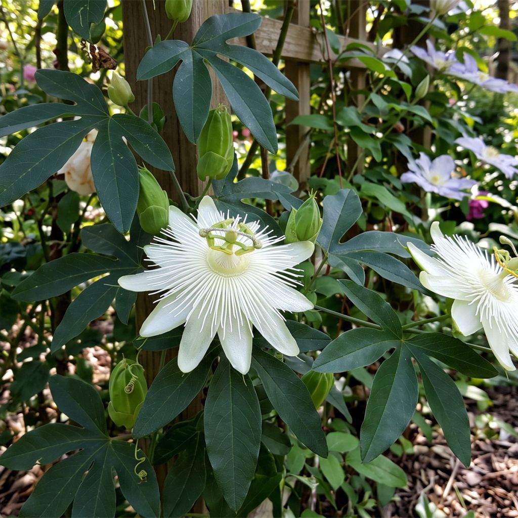 Passiflore blanche