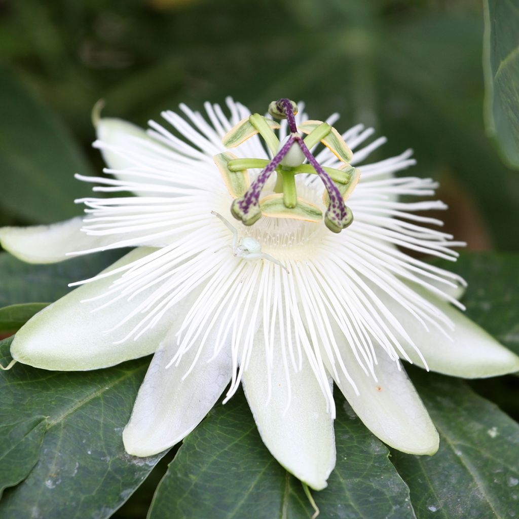 Passiflore blanche