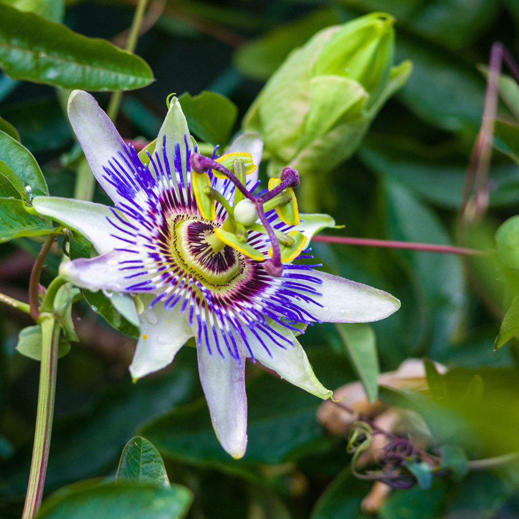 Passiflore bleue