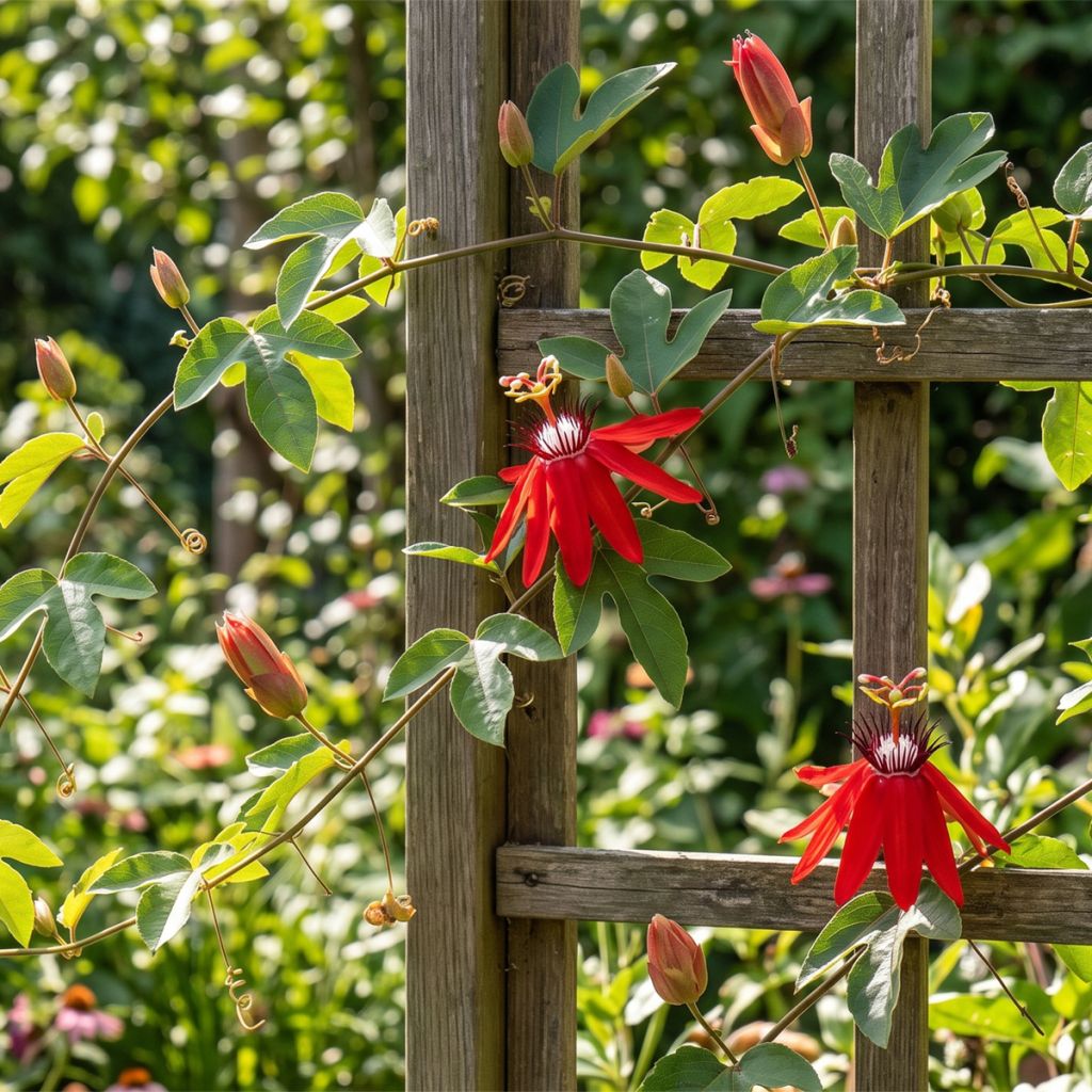 Passiflore rouge