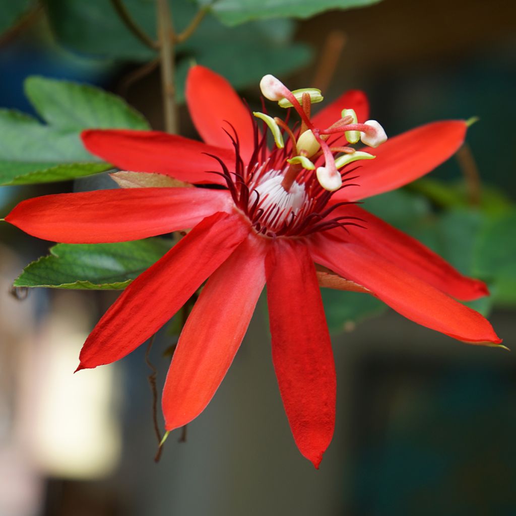 Passiflore rouge