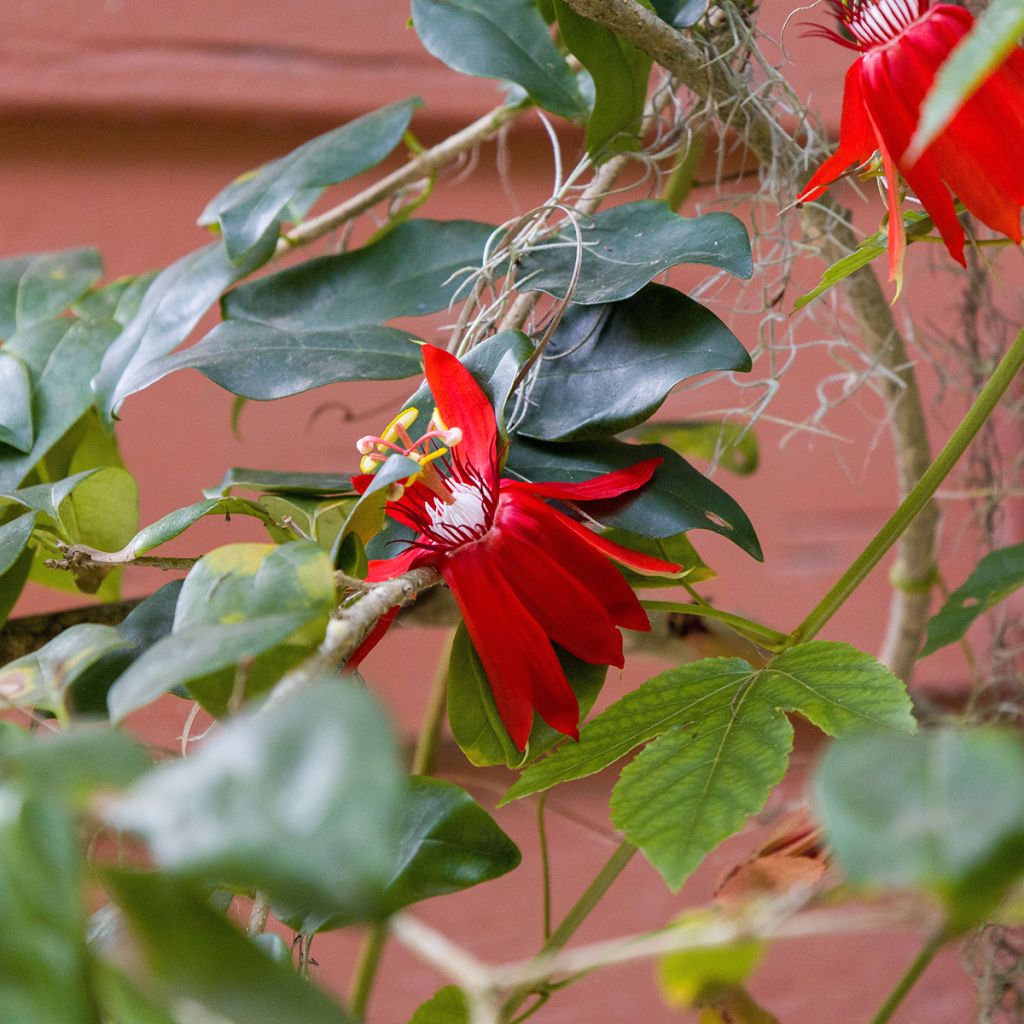 Passiflore rouge