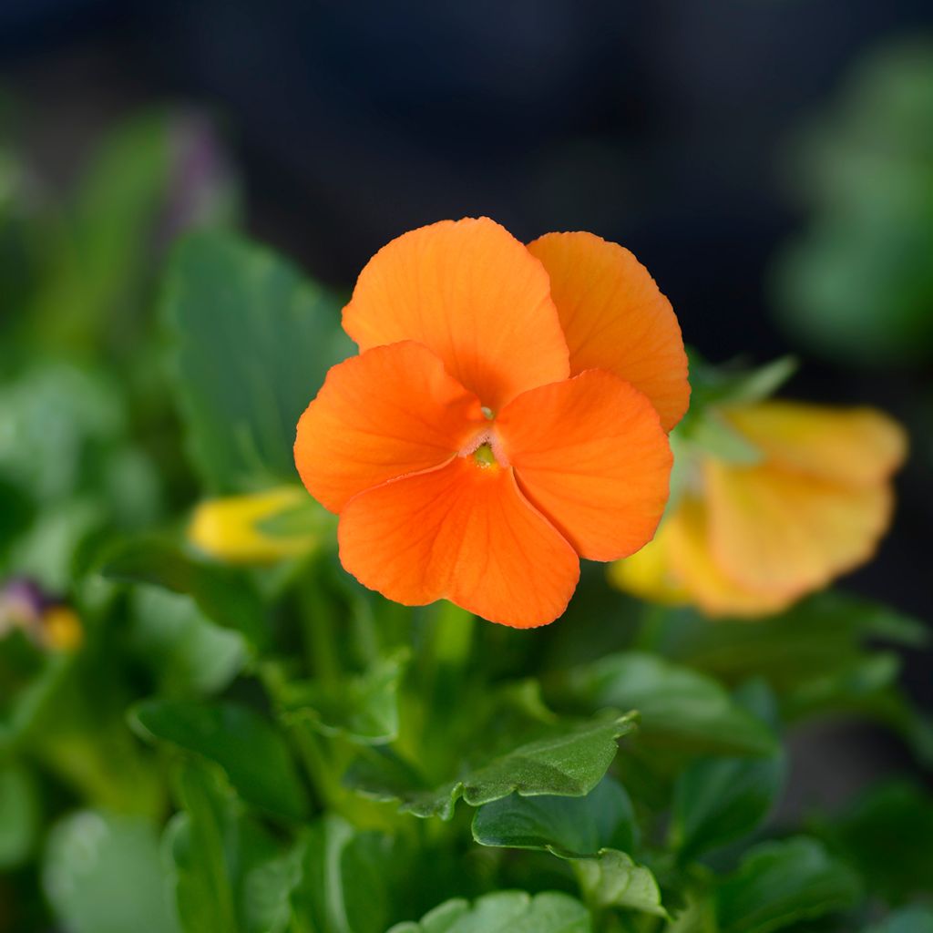 Pensée orange