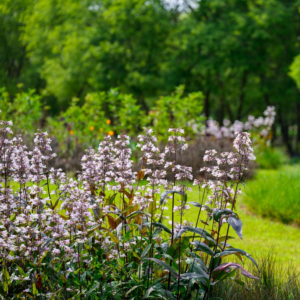 Penstemon blanc