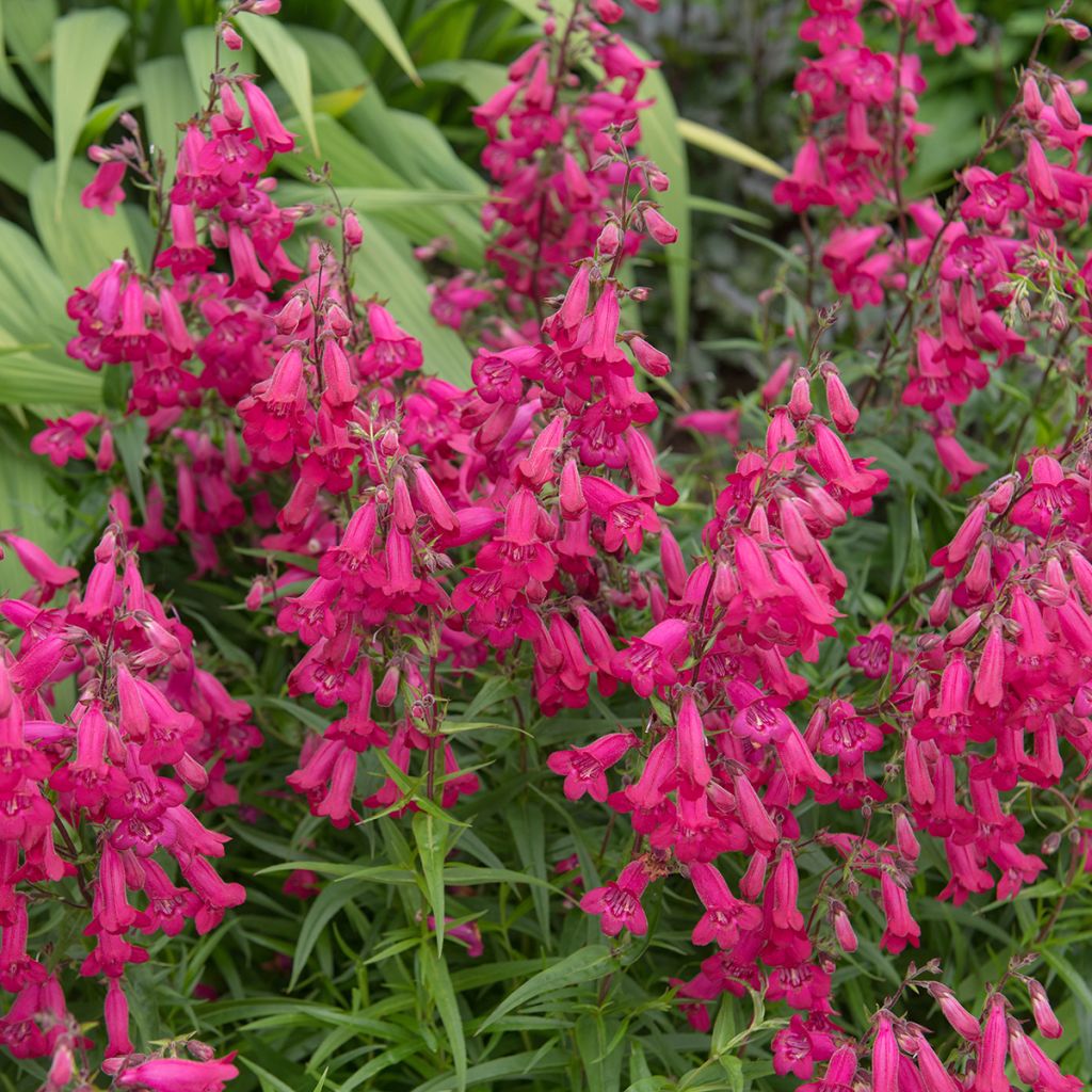 Penstemon rouge