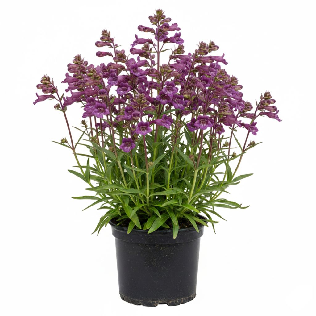 Penstemon violet