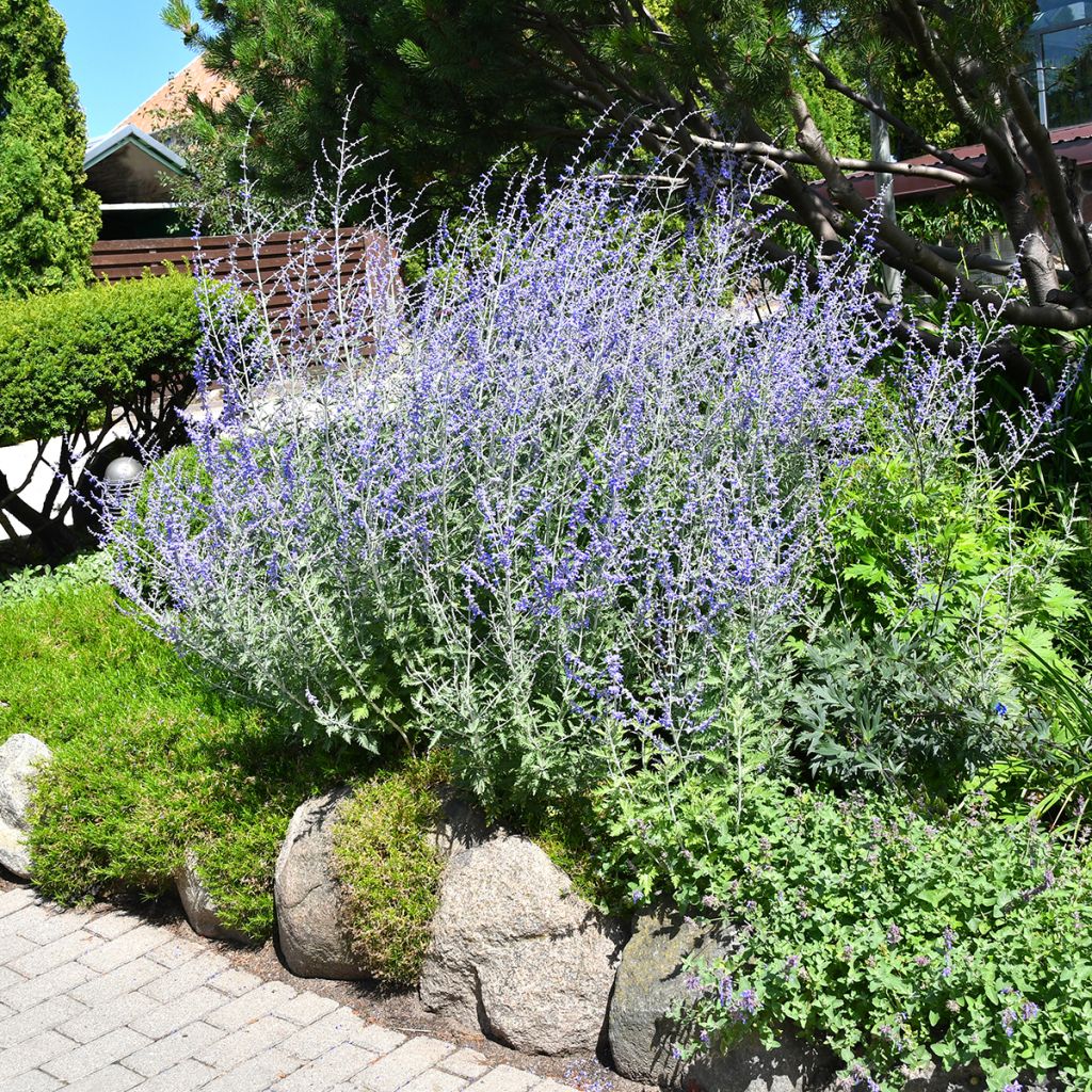 Perovskia bleu