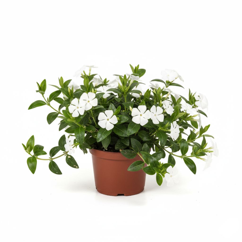 Petite Pervenche blanche