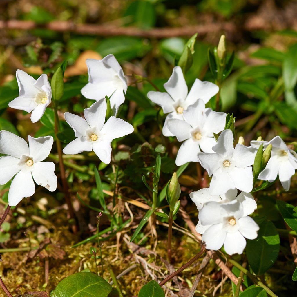 Petite Pervenche blanche