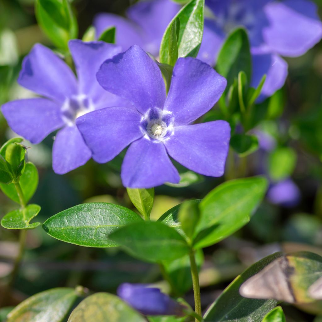 Petite Pervenche bleue