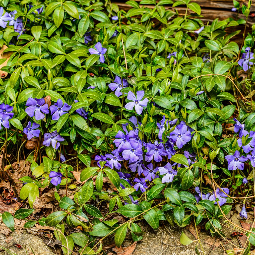 Petite Pervenche bleue