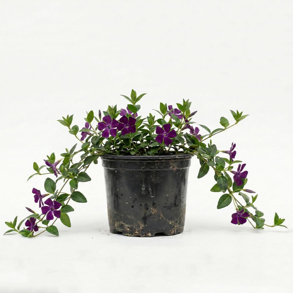 Petite Pervenche violette