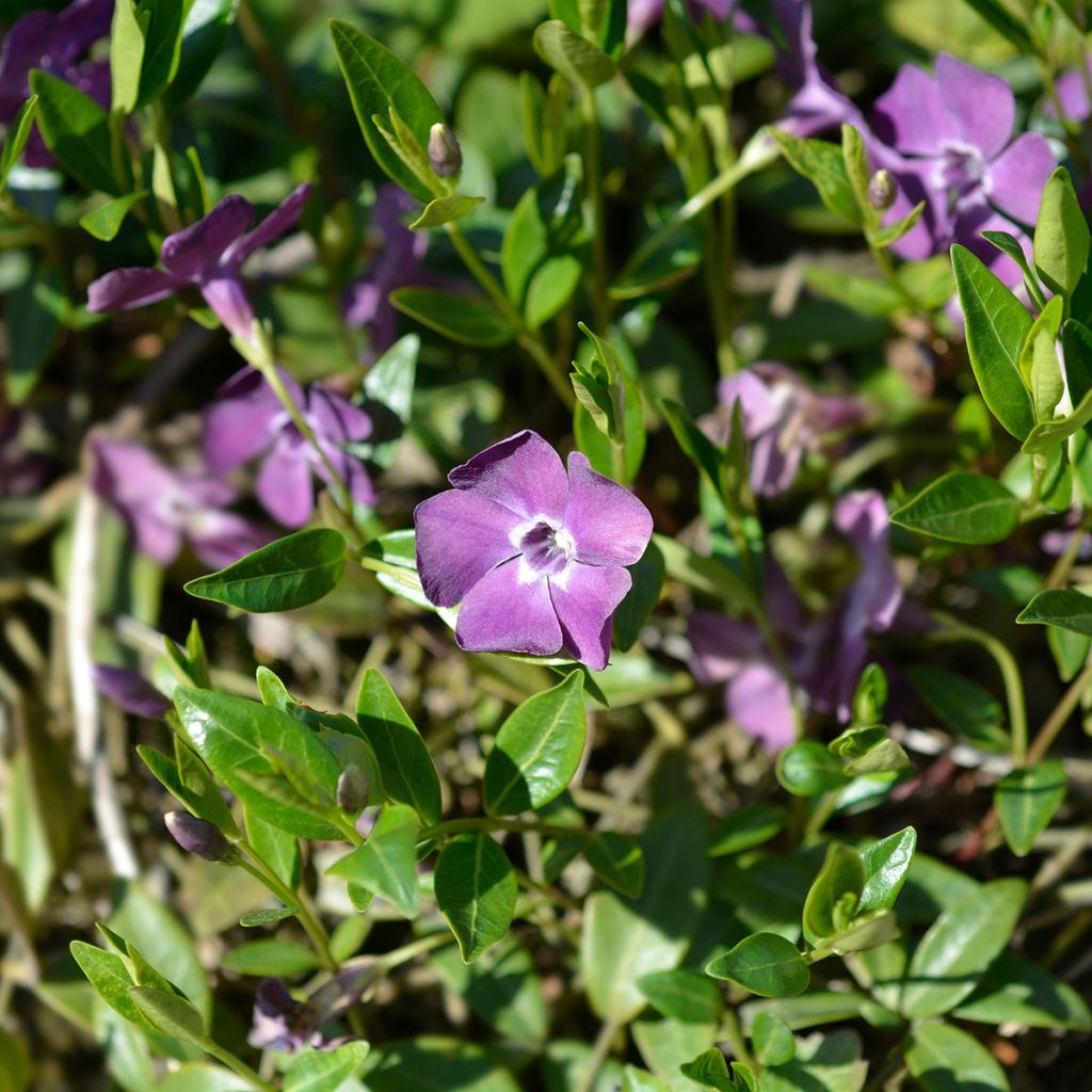 Petite Pervenche violette