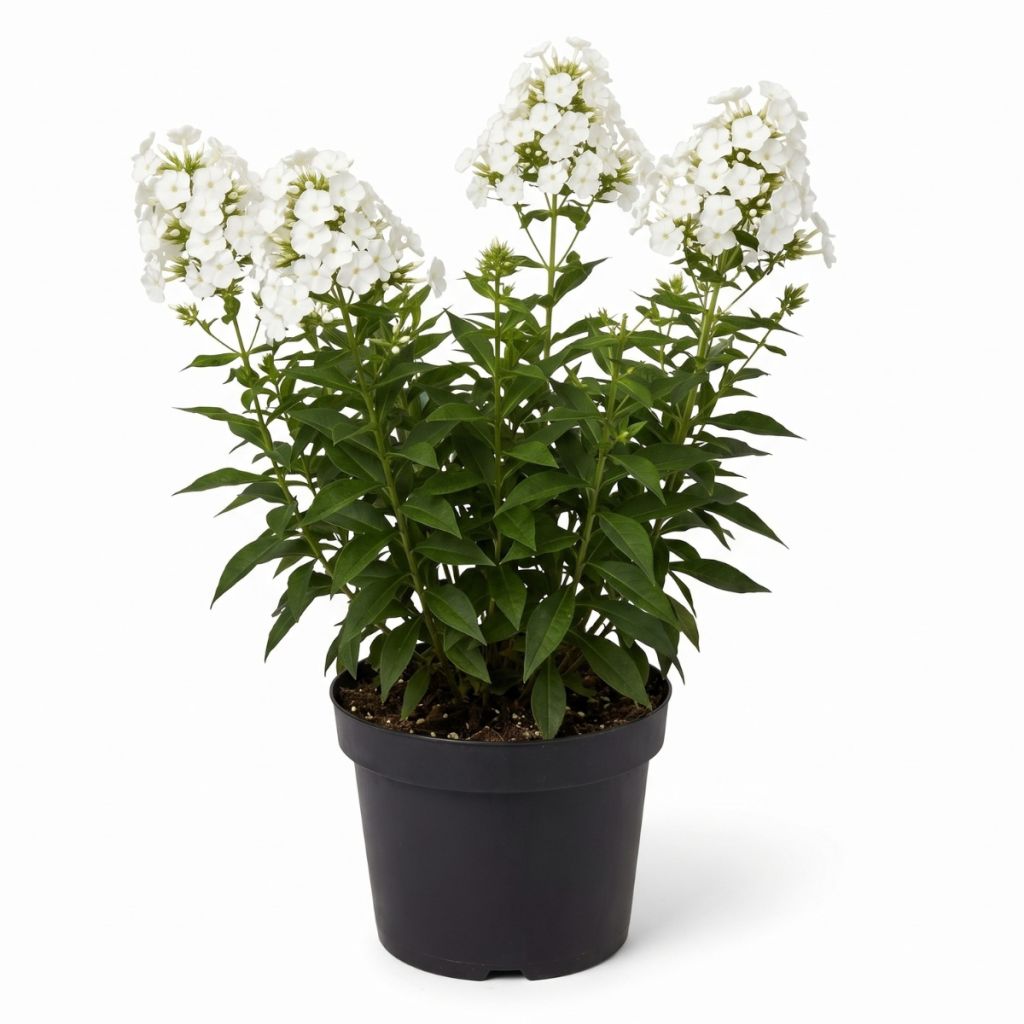 Phlox paniculé blanc