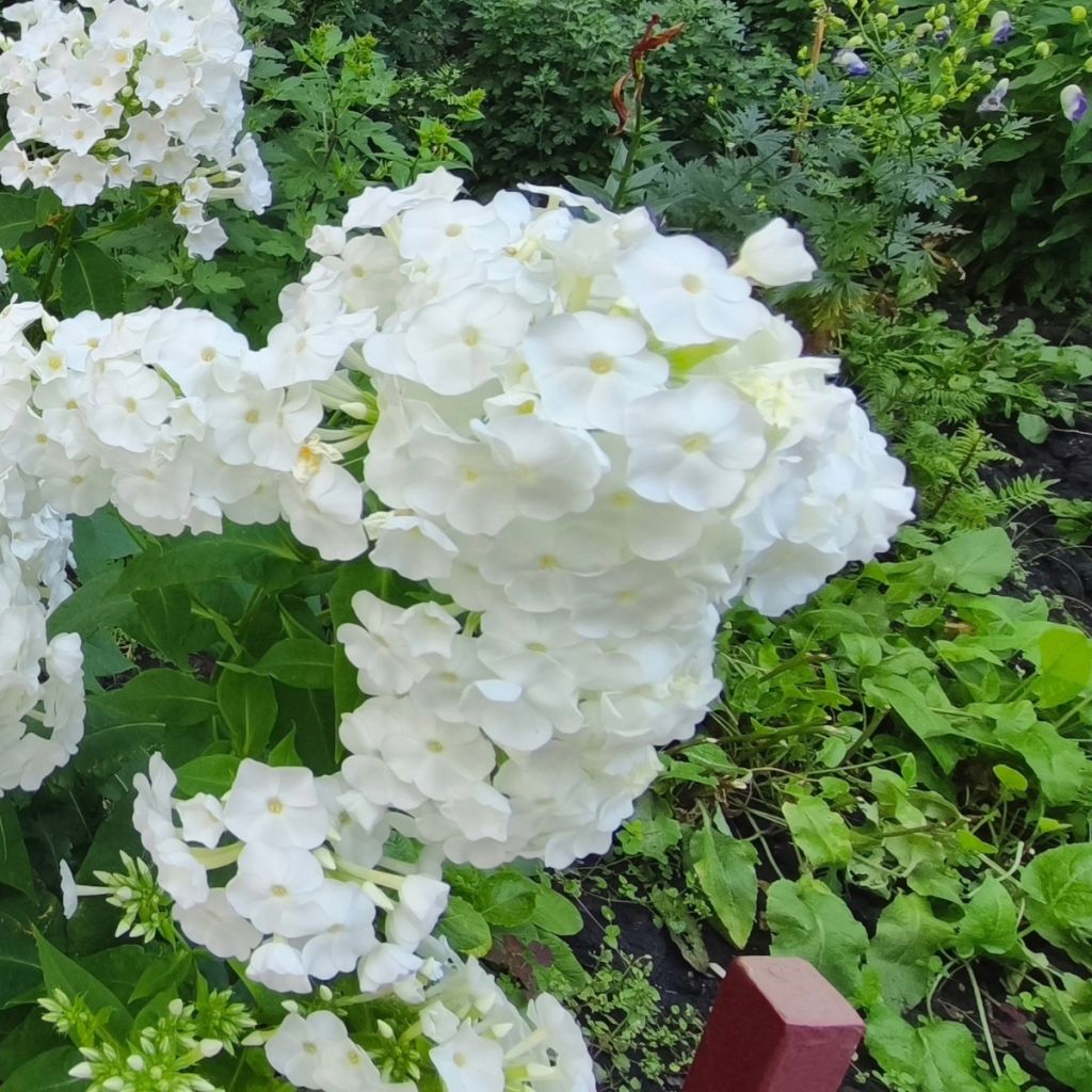 Phlox paniculé blanc