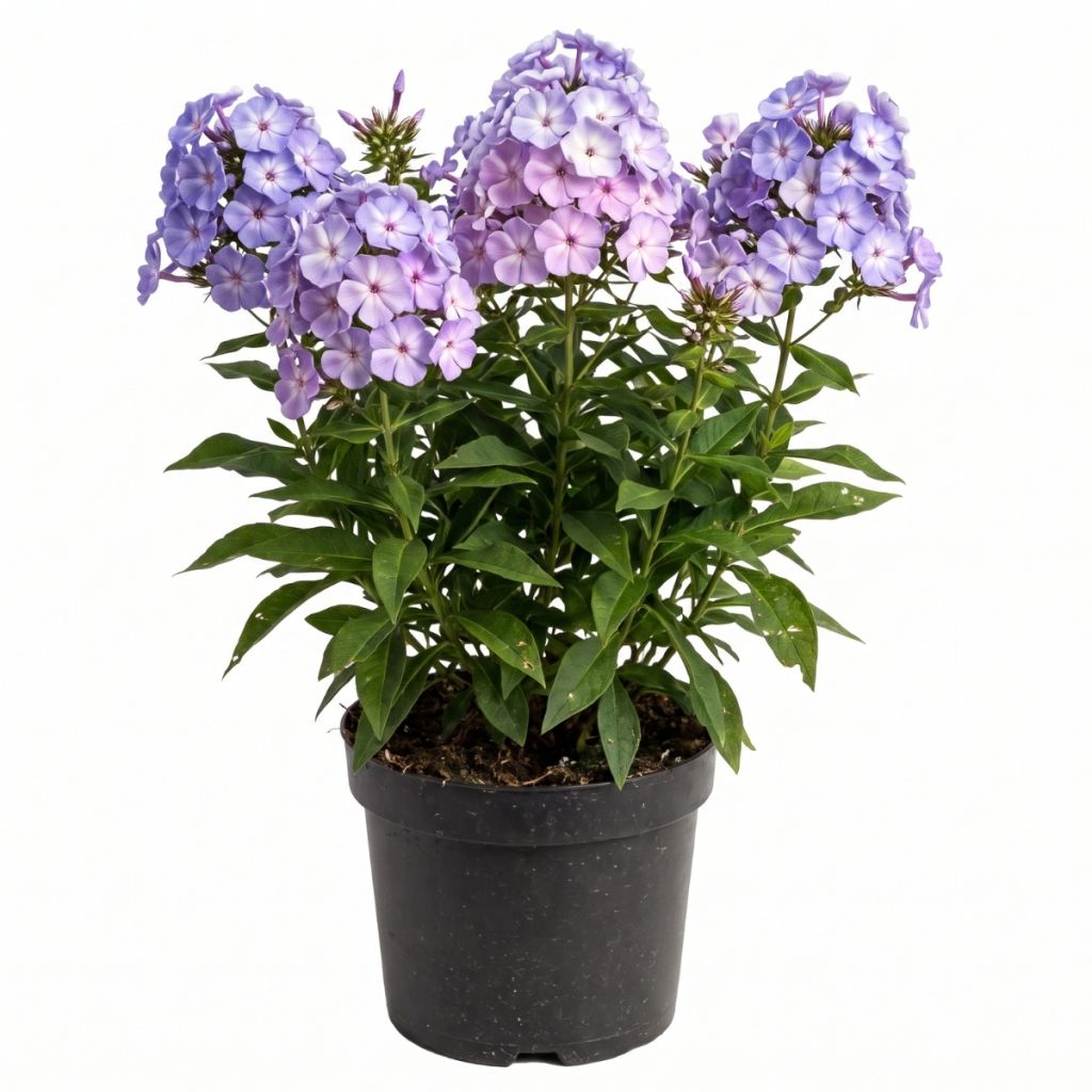 Phlox paniculé bleu