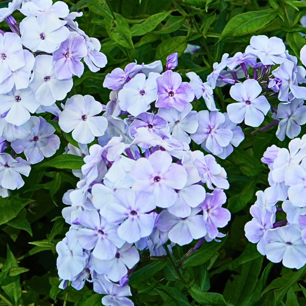 Phlox paniculé bleu