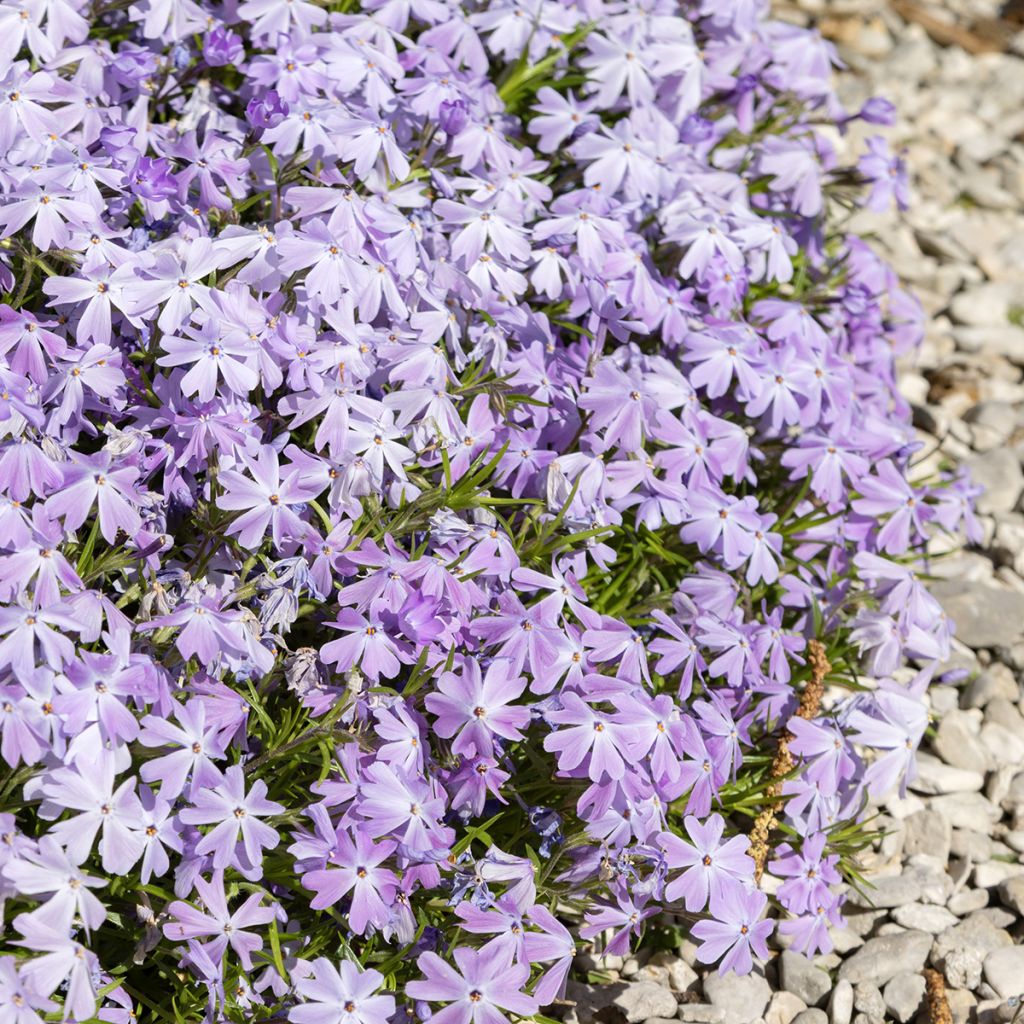 Phlox bleu