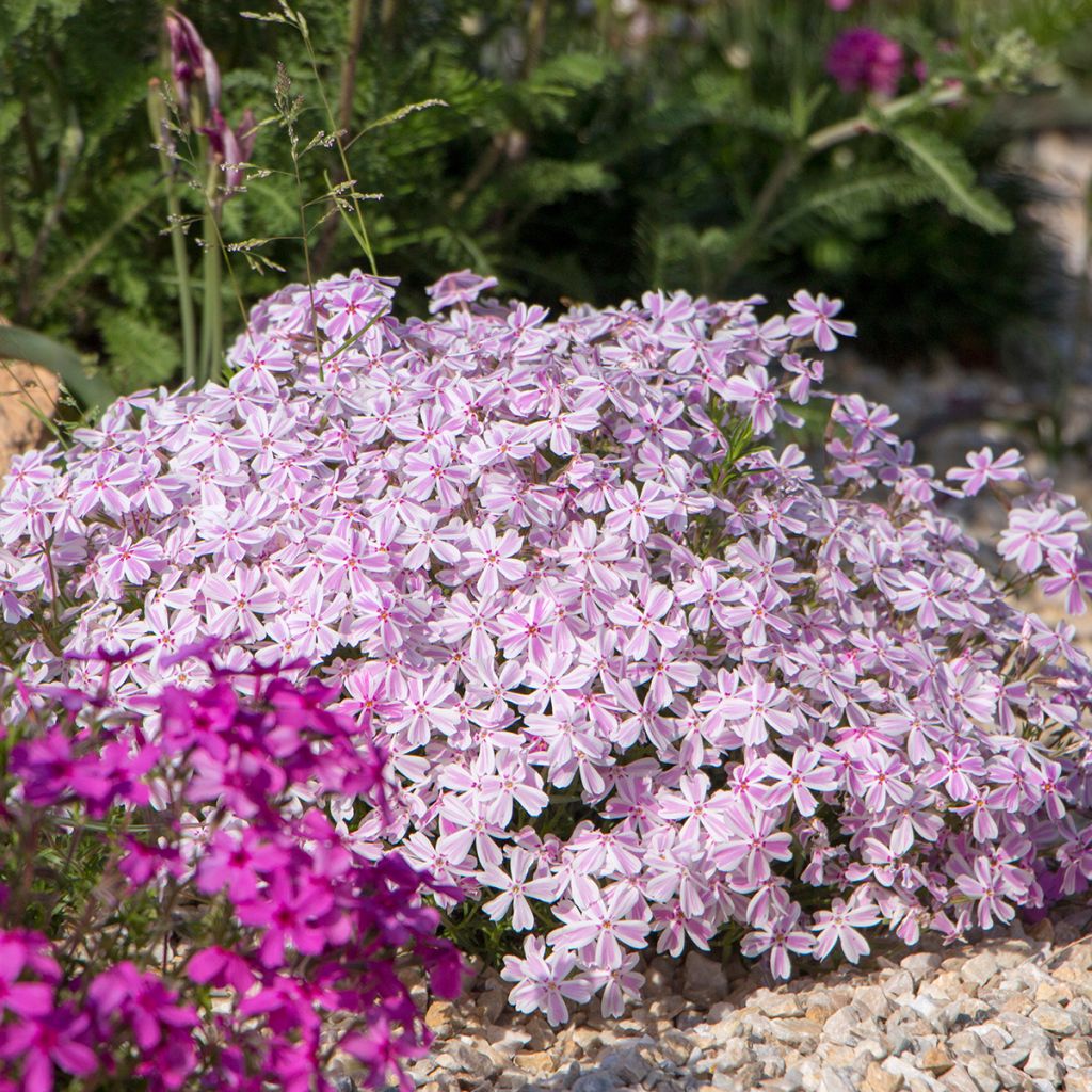 Phlox rose