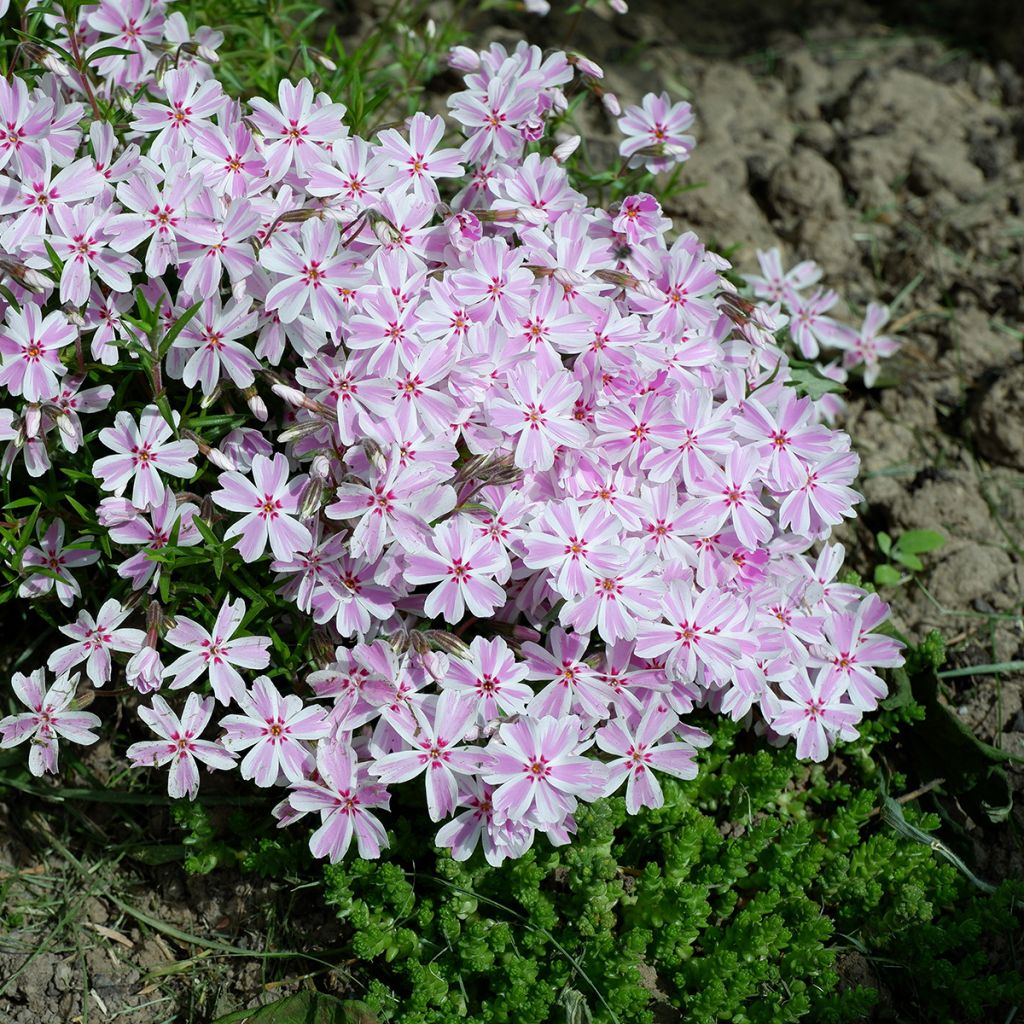 Phlox rose