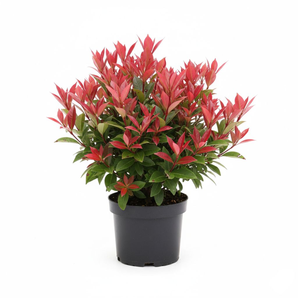 Photinia Carré Rouge