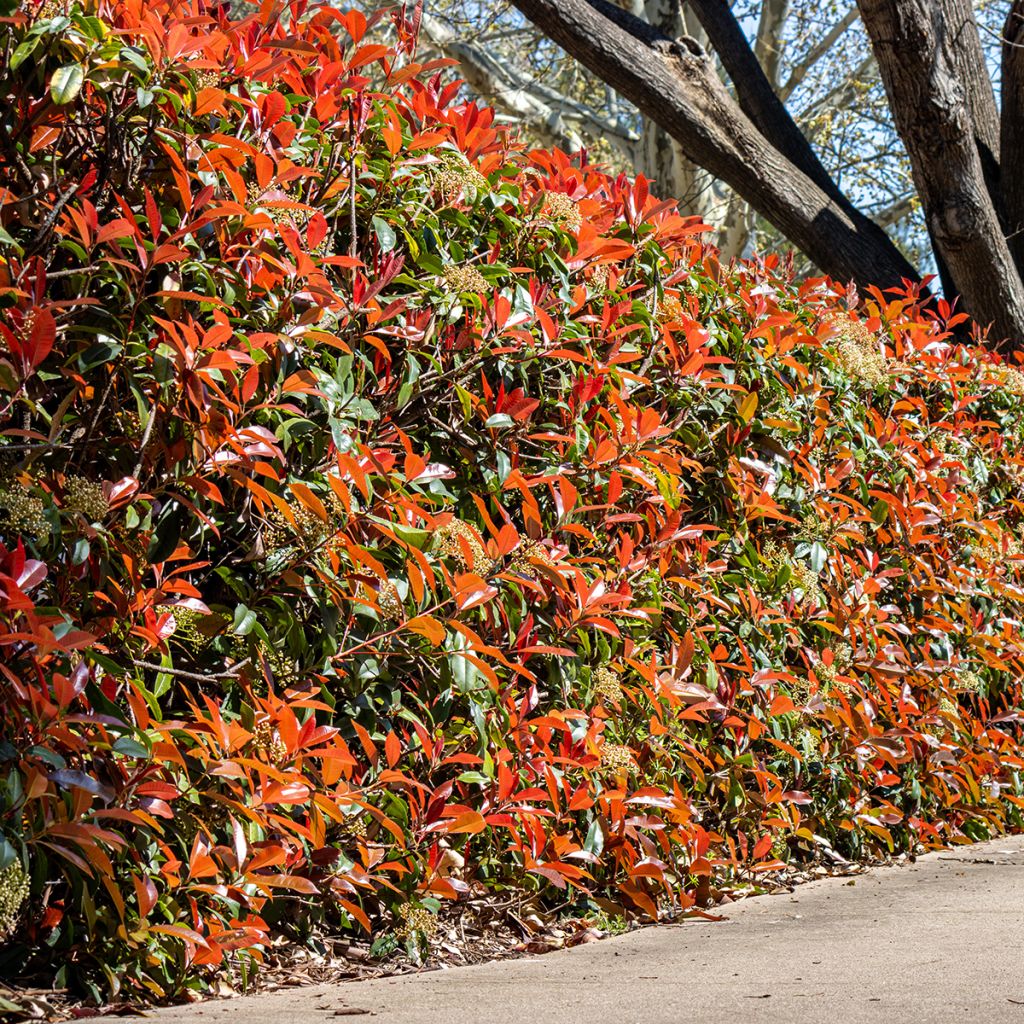 Photinia Carré Rouge