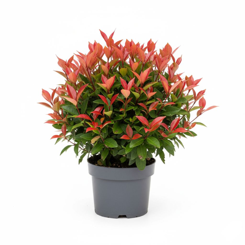 Photinia Little Red Robin compact