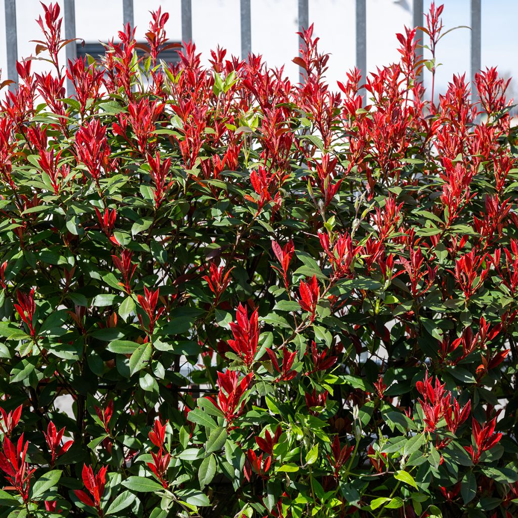 Photinia Little Red Robin compact