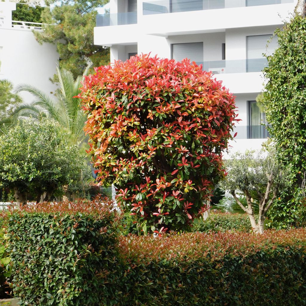 Photinia Red Robin